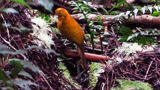 Golden Bowerbird [upl. by Eoz]