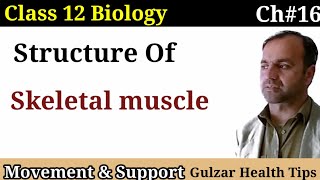 Structure of Skeletal muscle class 12 Biology  Movement and Support [upl. by Sabra]