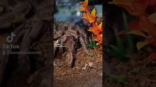 Anja the Lasiodora Parahybana 🩷 inverts invertebrates pets tarantulafeeding tarantula nature [upl. by Costanza635]