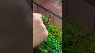 Followup video creeping figs and moss terrariums moss [upl. by Rask]