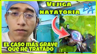 Vejiga natatoria caso grave en un pez de acuario [upl. by Solracesoj]