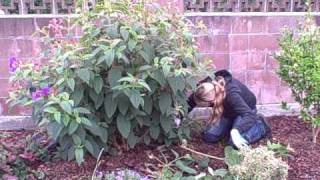 How To Prune a Princess Flower or TibouchinaAVI [upl. by Atwater]