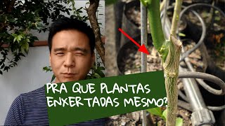 Por que usar plantas enxertadas [upl. by Tupler]