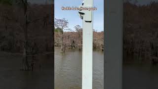 Caddo lake State Park TX [upl. by East]