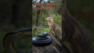 5 Incredible Animals that Are IMMUNE to Black Mamba Bite [upl. by Lyns]