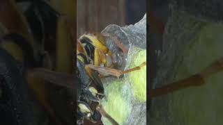 Paper Wasp Queen Feeds Large Meat Piece to Larvae [upl. by Valenza]