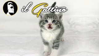 Il Gattino [upl. by Monda374]