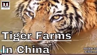 Tiger Farms in China  Breeding Monsters With No Use In Conservation [upl. by Yellek725]