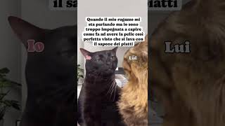 Ma come é possibile 🙀🙀🙀😹😹😹😻😻😻catmeme catlover gattitaliani gattini gattoni amoremio [upl. by Lamb]