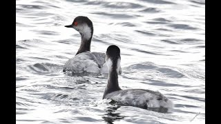 Black necked grebe Podiceps nigricollis [upl. by Gillan]