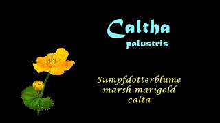 Caltha palustris Marsh marigold calta Sumpfdotterblume blooming in October 2015 time lapse [upl. by Grimbald]