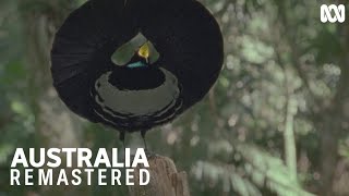 This Victorias riflebird performs his dramatic dance  Australia Remastered [upl. by Enitsahc]