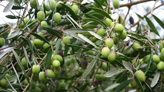 Growing the Table Olive Olea europaea [upl. by Dorian]