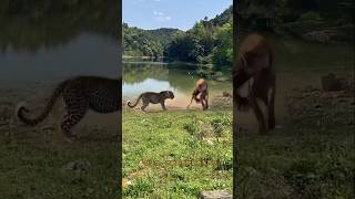 The hyena did not like the cheetah going near his food Set 129 😝😜 funny shorts wildlife [upl. by Einobe]