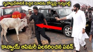 హైవేలో కాన్వాయ్ ఆపిన పవన్Power Star Pawan Kalyan Stopped His Convoy For Baby Calf  Exclusive HD [upl. by Llorrad651]