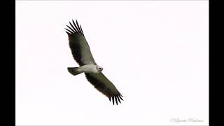 Martial Eagle juvenile calling [upl. by Yniar]