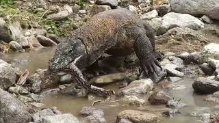 Omg🔥 Komodo dragons swallow sharks on the river bank [upl. by Sellihca]