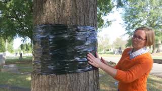 Property owners encouraged to band trees in November [upl. by Polky]