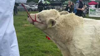 Overall Charolais Championship in Castleblayney [upl. by Anivlem]