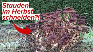 Stauden im Herbst  Winter Diese Stauden solltest du NICHT schneiden [upl. by Ahsaenat]