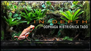 IN DEPTH Oophaga histrionica Tado [upl. by Aneet523]