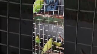 budgies lovebirds fighting parrot [upl. by Llevaj]