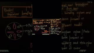 Radial Vascular bundle  Exarch Condition  Centripetal development  Vascular tissue in Root [upl. by Searcy211]