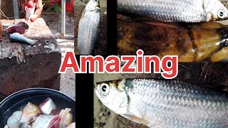 Amazing World Biggest Rav Fish Cutting 💕💕🥰Shonali Fish Cutting Video [upl. by Ahsiakal]