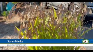 Chasmanthium latifolium Northern Sea Oats [upl. by Yssirk]