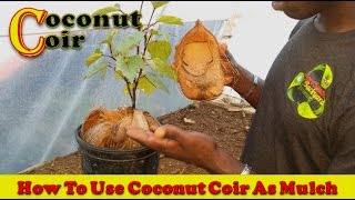 How To Use Coconut Coir As Mulch [upl. by Meyers]