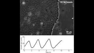 Oscillatory growth of a bacterial biofilm [upl. by Eniac355]