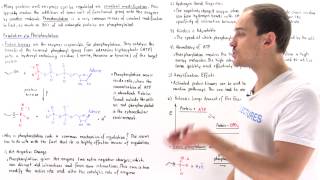 Phosphorylation Covalent Modification [upl. by Giuseppe]