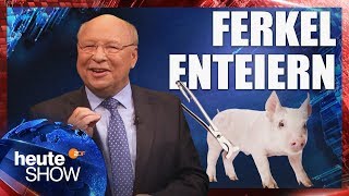 Ferkelkastration Die Tierquälerei geht weiter  heuteshow vom 09112018 [upl. by Alger523]