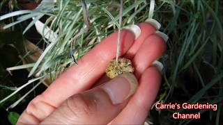 How To Collect Craspedia Seeds How To Harvest Craspedia Seeds [upl. by Enovaj]