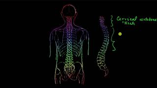 Axial skeleton  Locomotion and movement  Biology  Khan Academy [upl. by Daisy]