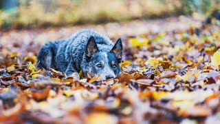 Exploring the World of Famous Australian Cattle Dogs on Instagram [upl. by Llednahc]