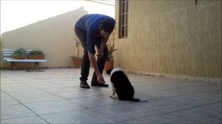 1º Semana de adestramento Border Collie  Jolie com 60 dias [upl. by Okomot]