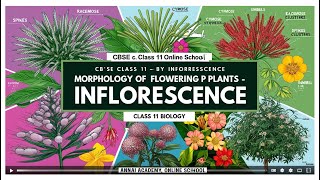 Mastering Inflorescence Unlocking the Secrets of Flowering Plants in Class 11 [upl. by Ettenot]