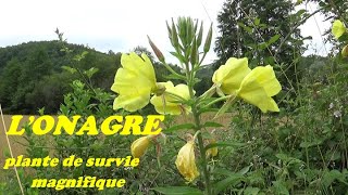 LONAGRE plante de survie magnifique [upl. by Legnaros634]