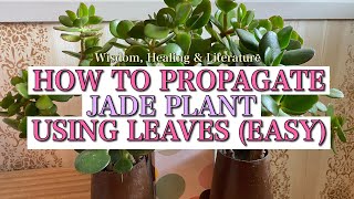 How to Propagate Jade Plant Using Leaves [upl. by Cramer849]