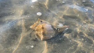 Live Whelks at Low Tide North Wildwood NJ [upl. by Minny]