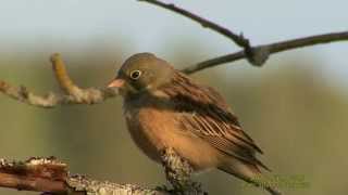 ORTOLANSPARV Ortolan Bunting Emberiza hortulana Klipp  1513 [upl. by Ginzburg67]