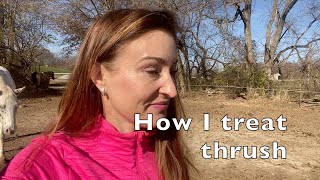 How I treat thrush on my horses hooves [upl. by Landri]