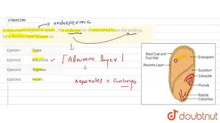 In the monocotyledon seeds  the endosperm is separated from the embryo by a distinct layer know [upl. by Enirol]