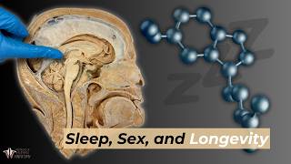 Sleep Sex amp Longevity The Power of Melatonin [upl. by Ahsemit]