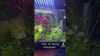 freshwater neocaridina freshwateraquarium nanoplantedtank aquarium aquascape shrimp hobby [upl. by Nilpik]