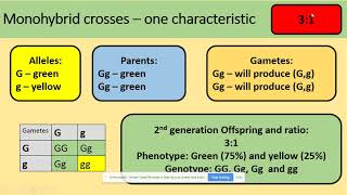 Inheritance Dihybrid Crosses  Alevel Biology  OCR AQA Edexcel [upl. by Marla875]