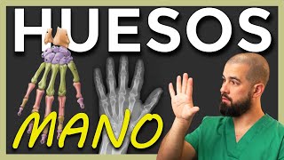 ANATOMÍA de los HUESOS de la MANO [upl. by Irama]