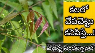 కలలో వేప చెట్టు కనిపిస్తే  Kalalo Vepaku Kanipiste  Neem in Dream Analysis amp Meaning  Dreambook [upl. by Kali335]