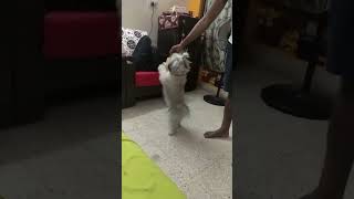 Haikus playtime doglover funnyvideo lhasaapso [upl. by Waldner]